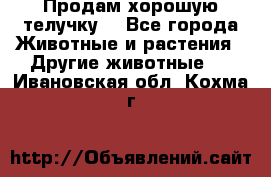 Продам хорошую телучку. - Все города Животные и растения » Другие животные   . Ивановская обл.,Кохма г.